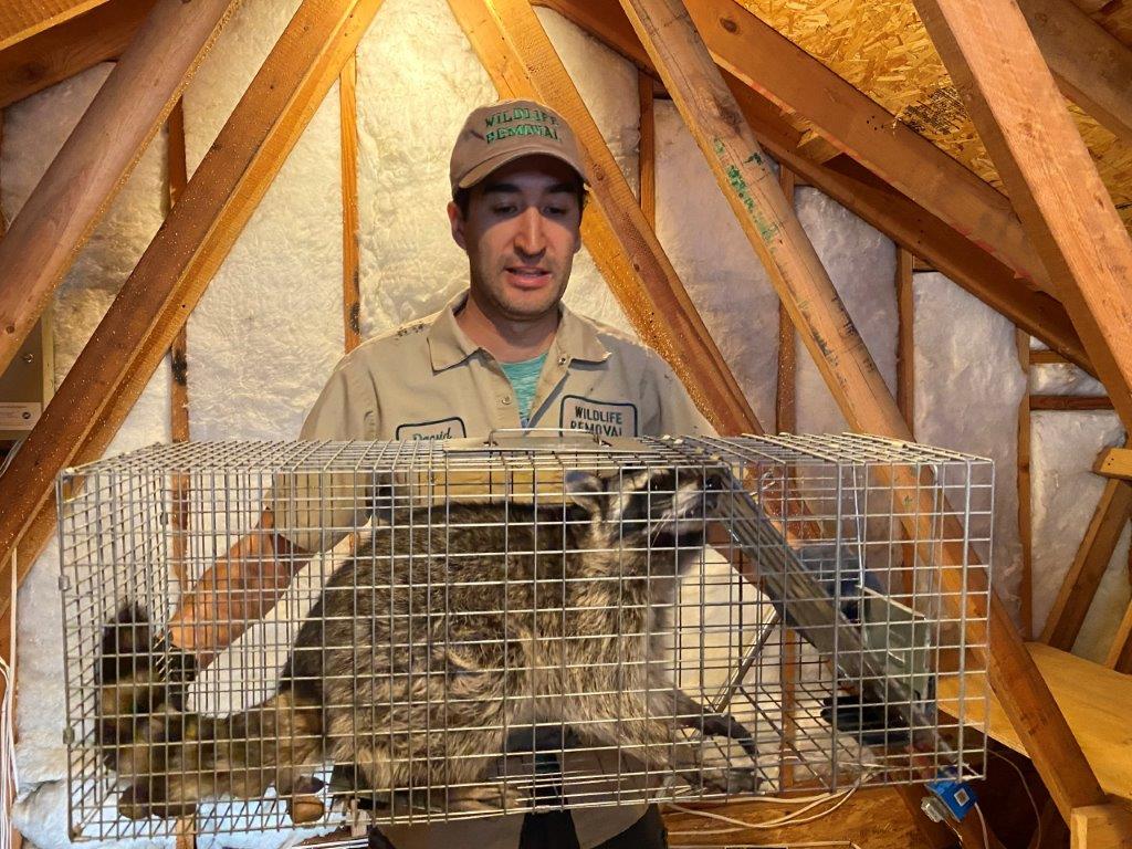 Olympia raccoon trapping