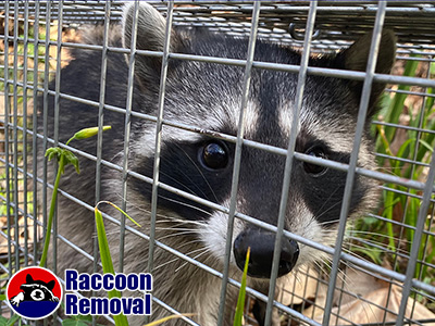 Olympia raccoon trapping
